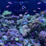 rinnonの画像