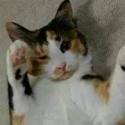 くるみ