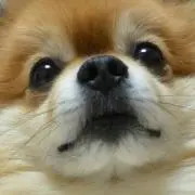 pp09peaの画像