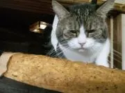 楯の会
