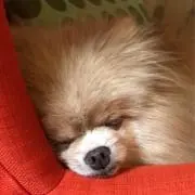 ヨッシーの画像
