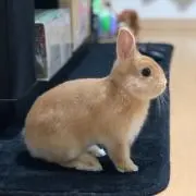 USAGIの画像