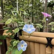 あさがおの画像