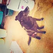トッポ