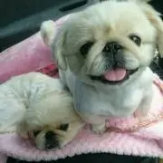 ポニョ