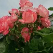 すう