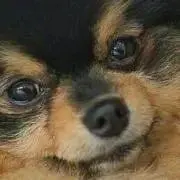 よんたんの画像