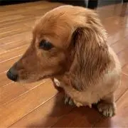 ケリーちゃんの画像