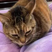 いんこの画像