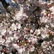 こむぎ