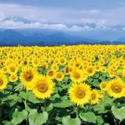 himawariの画像
