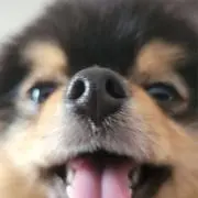 ちぃちゃんの画像