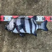 サルタラマキアの画像