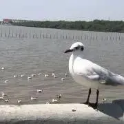 Riracoの画像