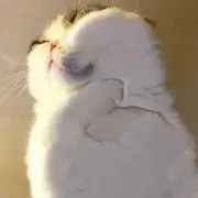 meowの画像