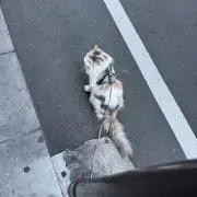 椛の画像