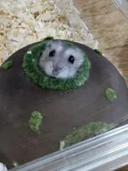 YOSHIの画像