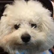 キララの画像