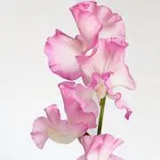 Riri◇プロフ必読！の画像