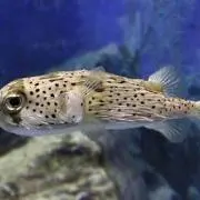 ながたく