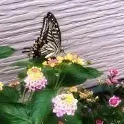 あおい❁⃘*.