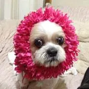 橘姫♡CHANEL♡ℓσνє