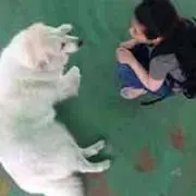Kinuの画像