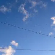 コムスビンの画像