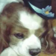 みわ