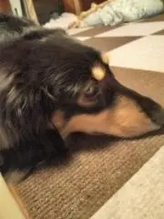 reokkoの画像