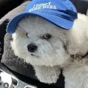 ニコの画像