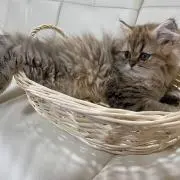 ココ