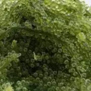 ぽきぽき