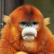 モンモンの画像