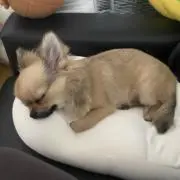 とろろ