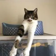 ミヨコ