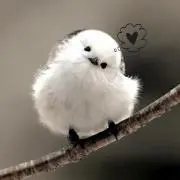 ツチノコ