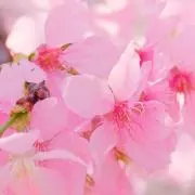 Kの画像