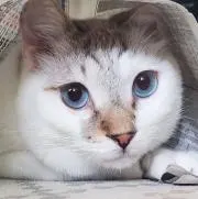 レオン