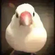 さくら文鳥の画像