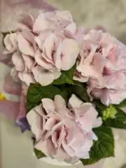 めい