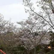 スイスイ