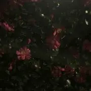 いとの画像