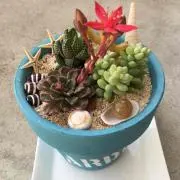 プルメリア