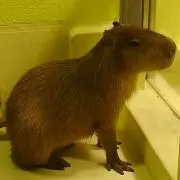 りぃこ☆プロフご確認くださいの画像