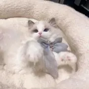 Cinnamonの画像