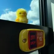 ミヤガワ　ワタル