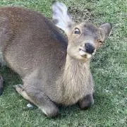 Toru