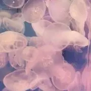 ほたての画像