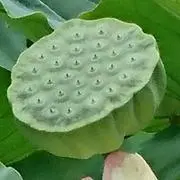 ザ・ワールドの画像